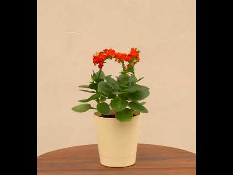 Kalanchoe Plant - Red