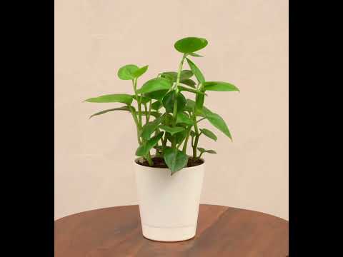 Peperomia Green Creeper Plant