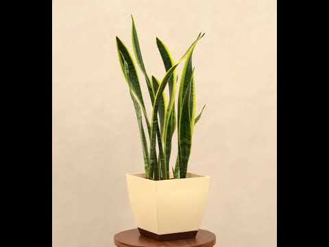 Sansevieria Laurentii Plant - XL