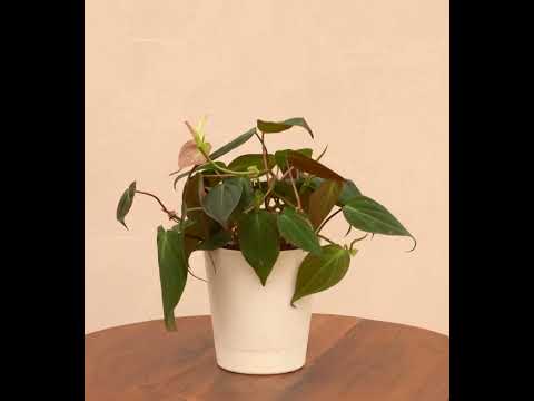 Philodendron Micans Plant