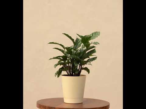 Calathea Freddie - Medium