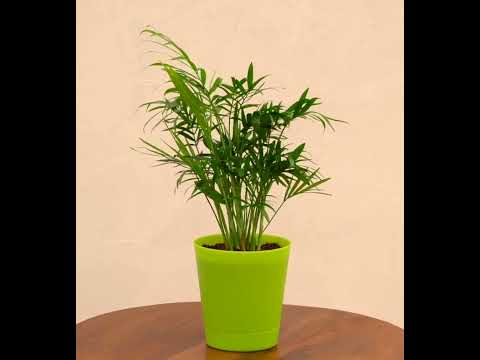 Bamboo Palm Plant