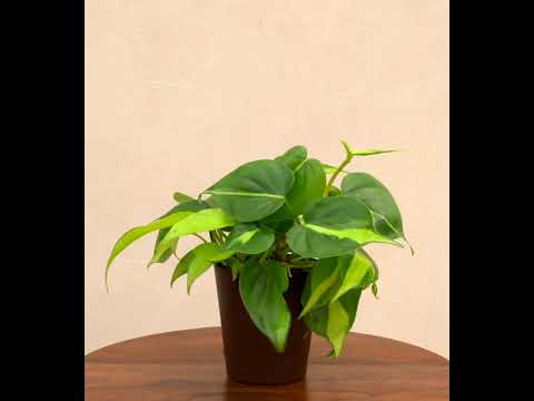 Philodendron_Brasil_Plant_NUPL0457_Ivory