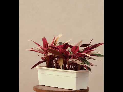 Stromanthe Triostar Plant - Set of 2