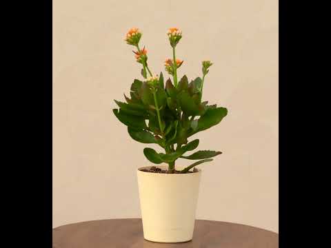 Kalanchoe Plant - Orange