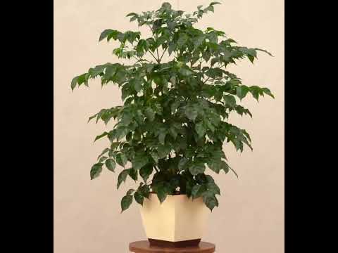 The China Doll Plant - XL