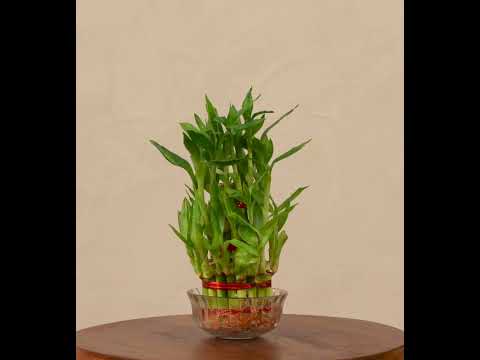 Lucky Bamboo Plant - 3 Layer