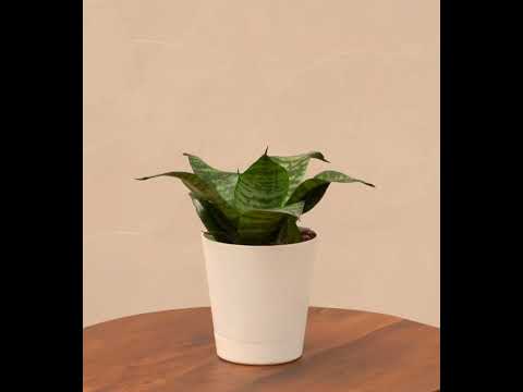 Snake Plant - Green