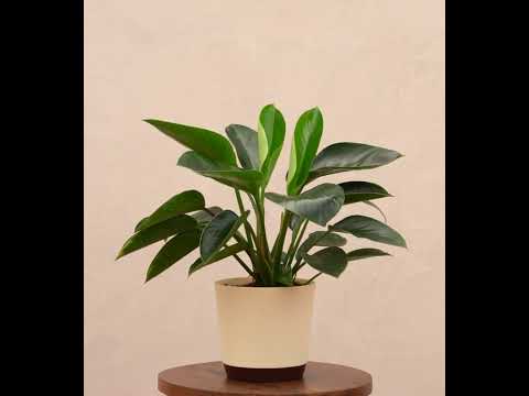 Philodendron Congo