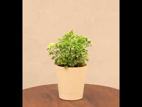 Aralia Variegated Mini Plant