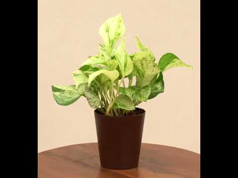 Money Plant Marble