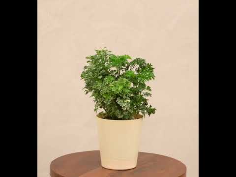 Aralia Golden Variegated White and Variegated White Mini Plant Bouquet