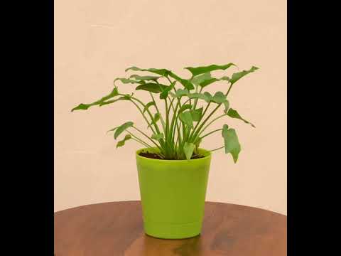 Philodendron Xanadu Plant - Green