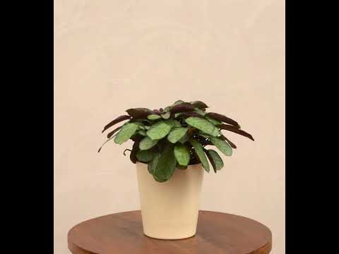 Calathea Prayer Plant - Medium