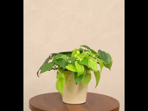 Philodendron Oxycardium Green and Golden Plant Bouquet