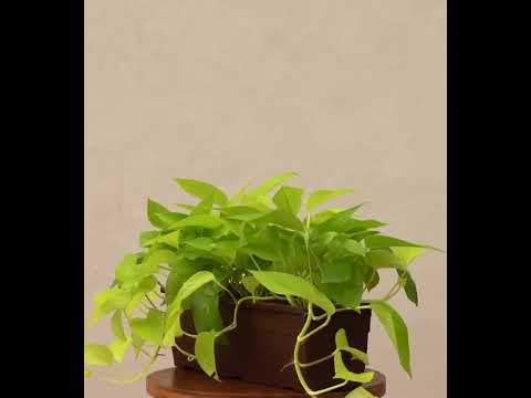 Money Plant Golden Plant - Set of 2