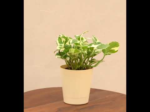 Money Plant N&