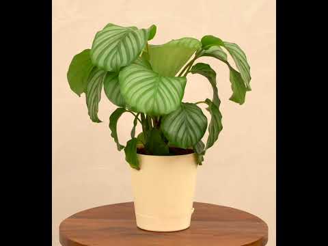 Calathea Orbifolia - Medium