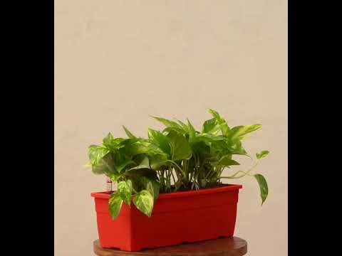 Money Plant Variegated - Set of 2