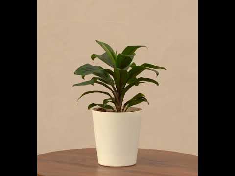 Dracaena Coffee Plant