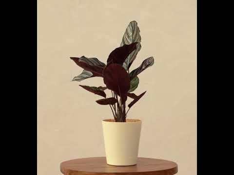 Calathea Sanderiana