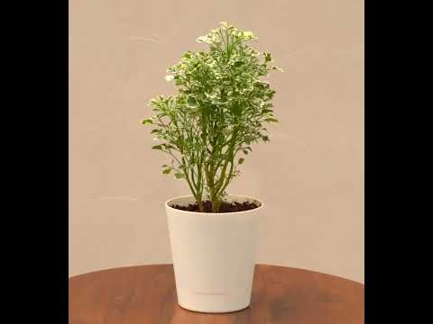 Aralia Variegated White Plant - Mini