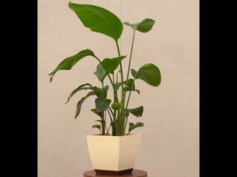 Bird of Paradise Plant - XL