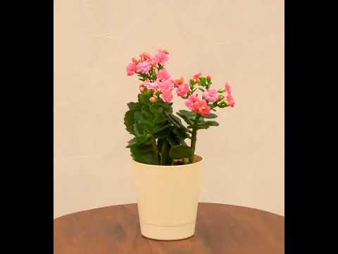 Kalanchoe Plant - Pink