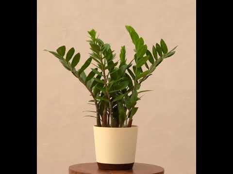 ZZ Plant - XL