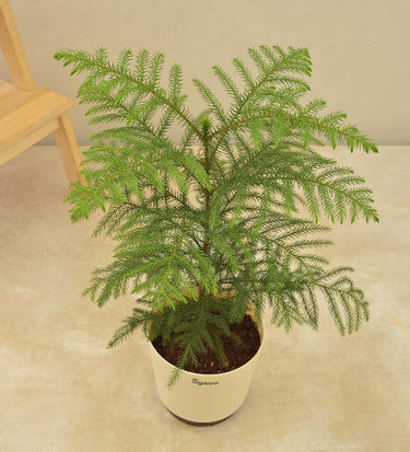 Norfolk Island Pine – Ugaoo