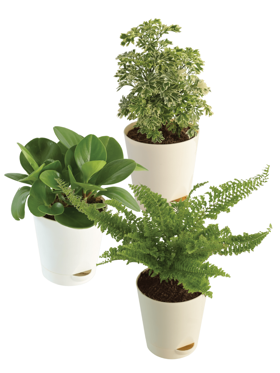 Indoor Plant Bundle: Fern Fluffy Ruffles, Peperomia Green, Aralia Variegated