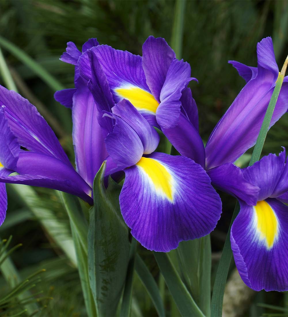 Iris Bulbs