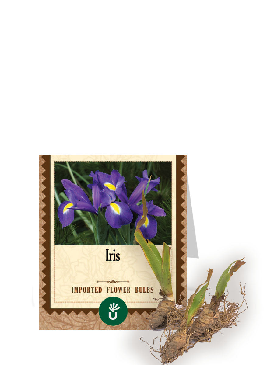 Iris Bulbs