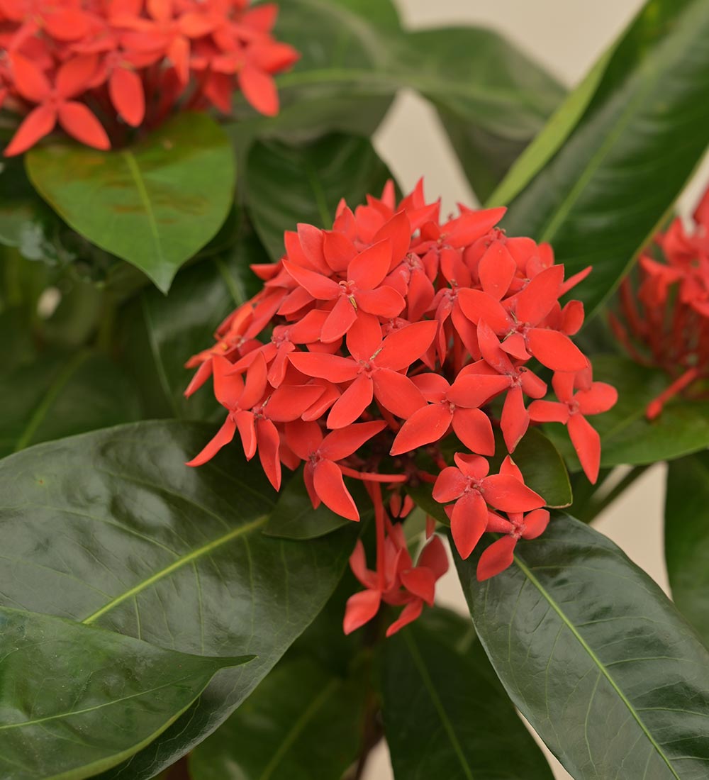 Ixora (Rugmini) Plant - Red