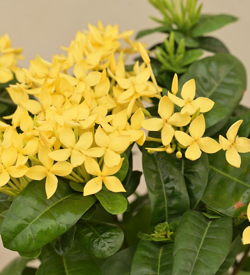 Ixora (Rugmini) Plant - Yellow Gift Hamper