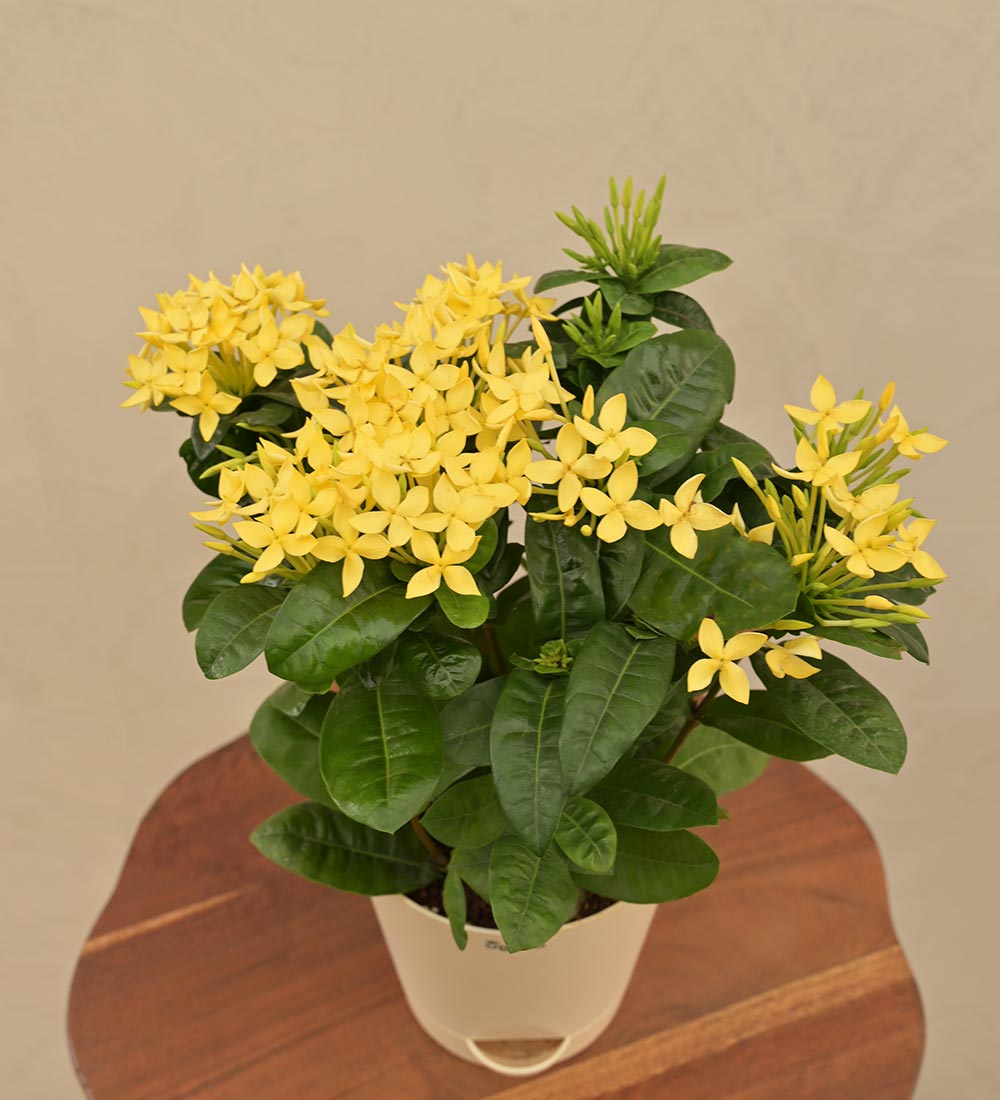 Ixora (Rugmini) Plant - Yellow Gift Hamper