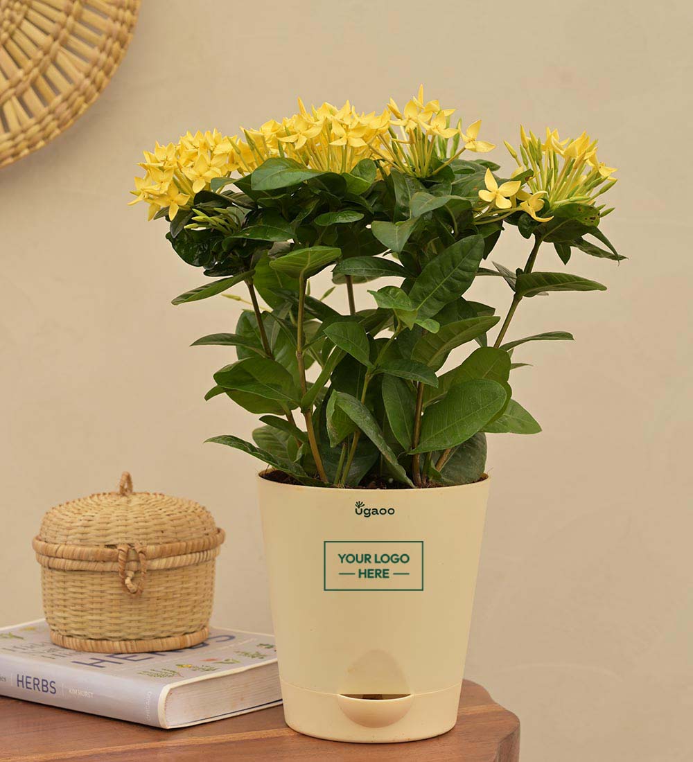 Ixora (Rugmini) Plant - Yellow Gift Hamper