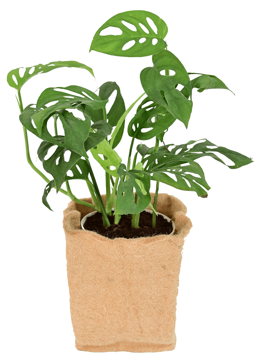 Jute Grow Bag Set of 5 - (5 in x 5 in)