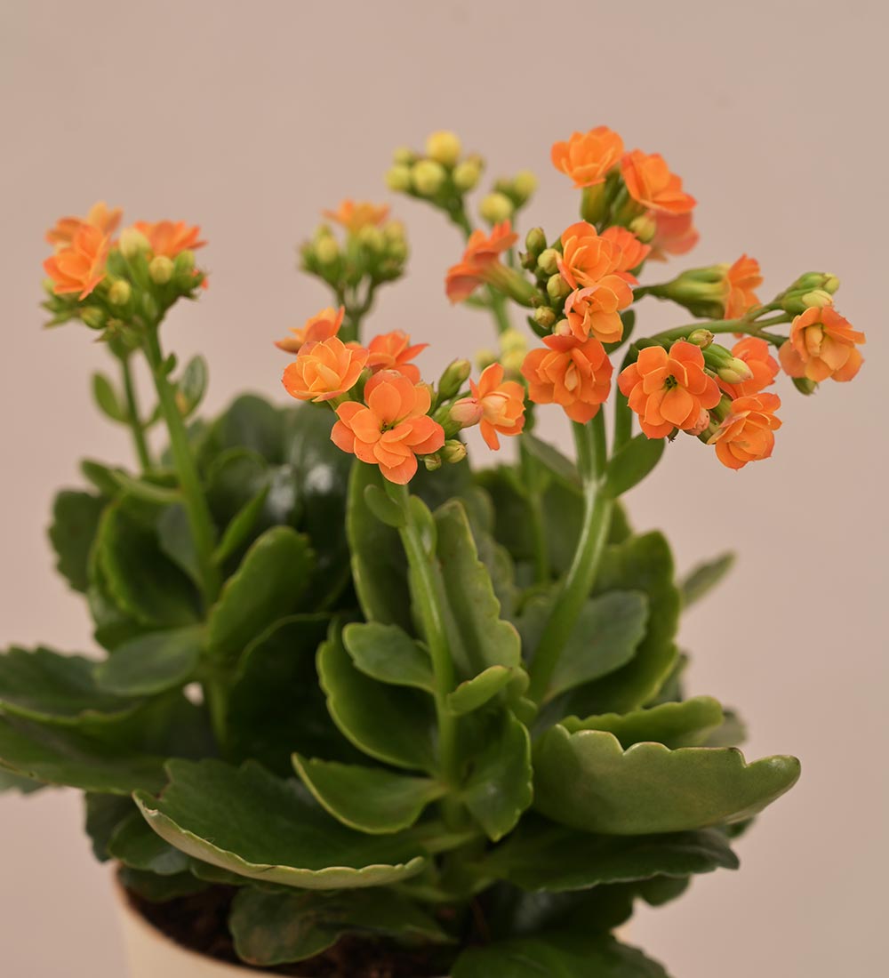 Kalanchoe Plant - Orange Gift Hamper