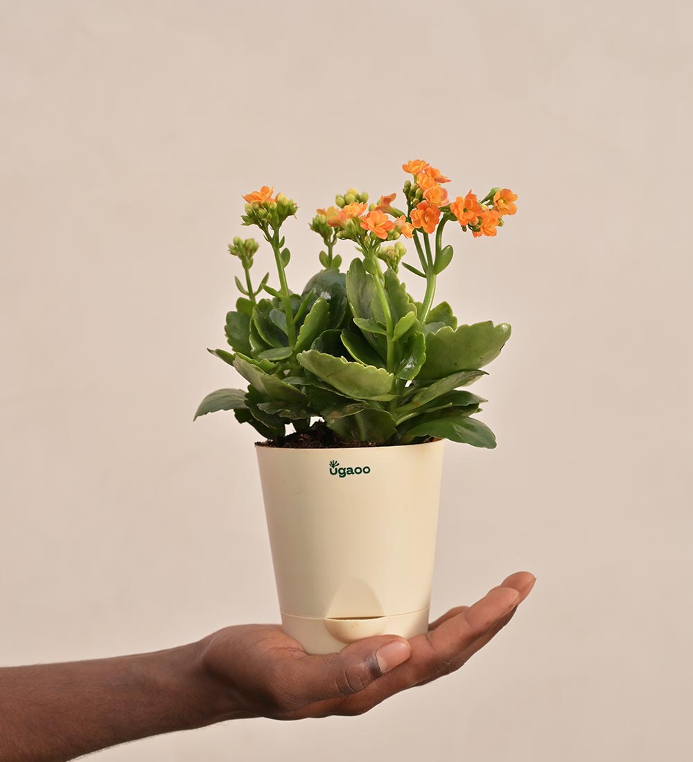 Kalanchoe Plant - Orange Gift Hamper