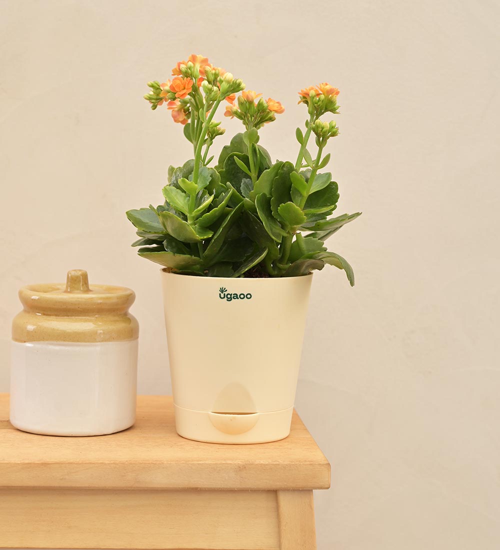 Kalanchoe Plant - Orange Gift Hamper