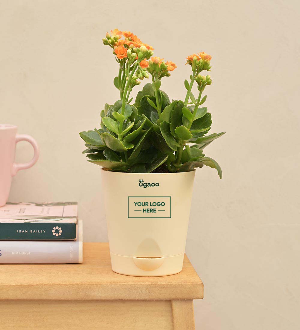 Kalanchoe Plant - Orange Gift Hamper