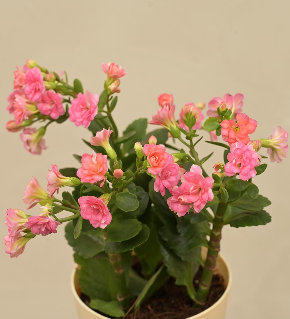 Kalanchoe Pink Plant - Women&