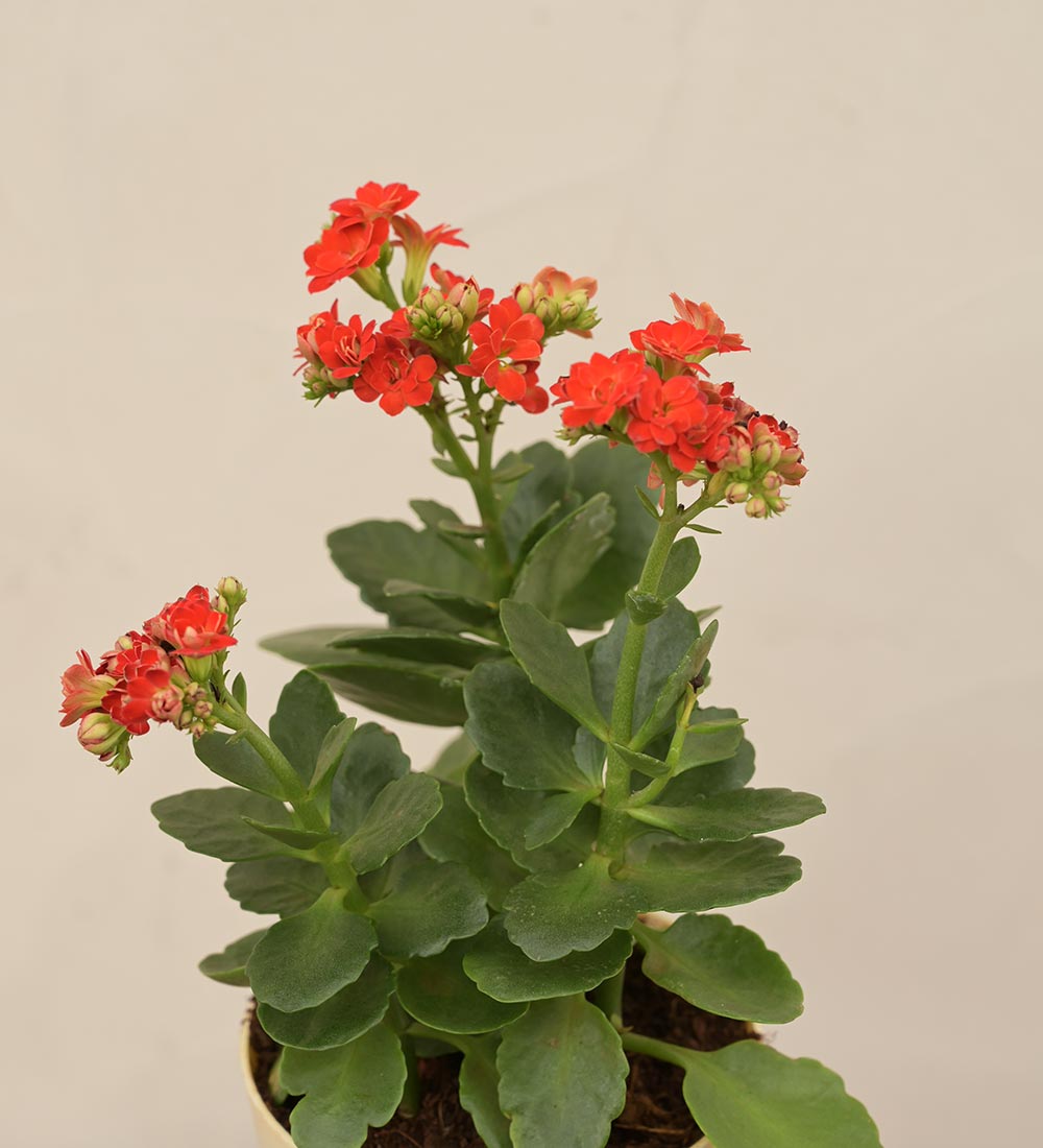 Kalanchoe Red Plant - Women&