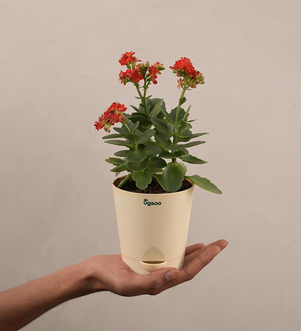 Kalanchoe Red Plant - Women&