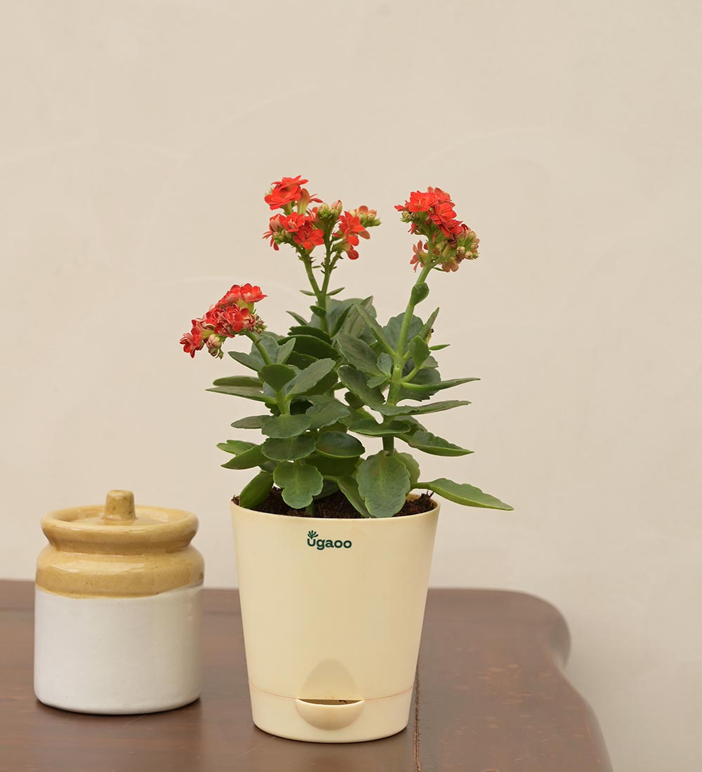 Kalanchoe Red Plant - Women&