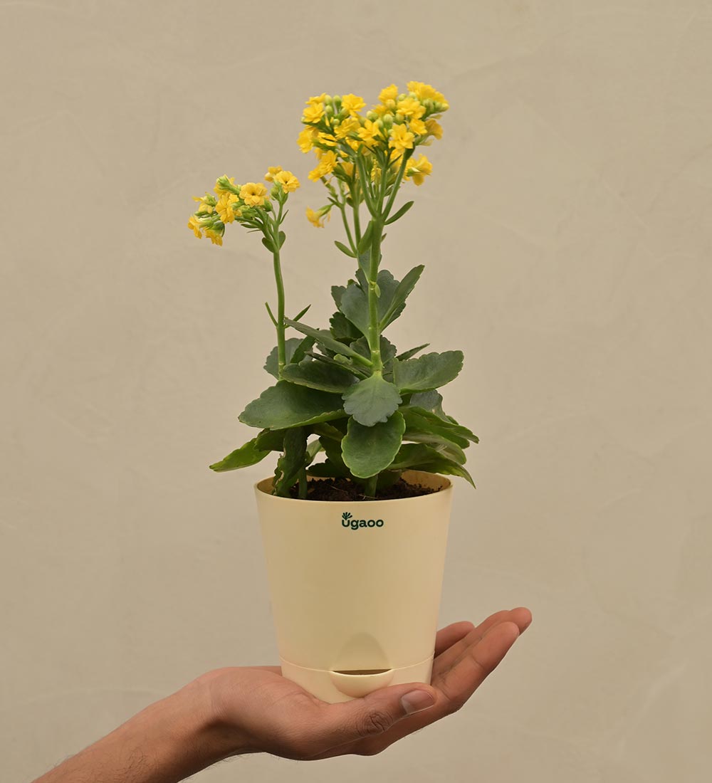 Kalanchoe Plant - Yellow Gift Hamper