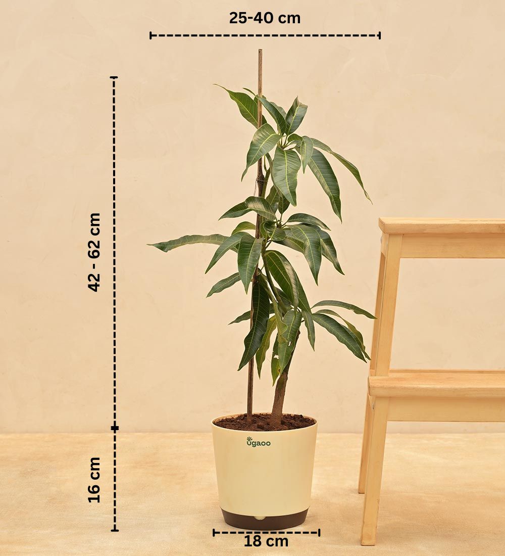 Kesar Mango Plant