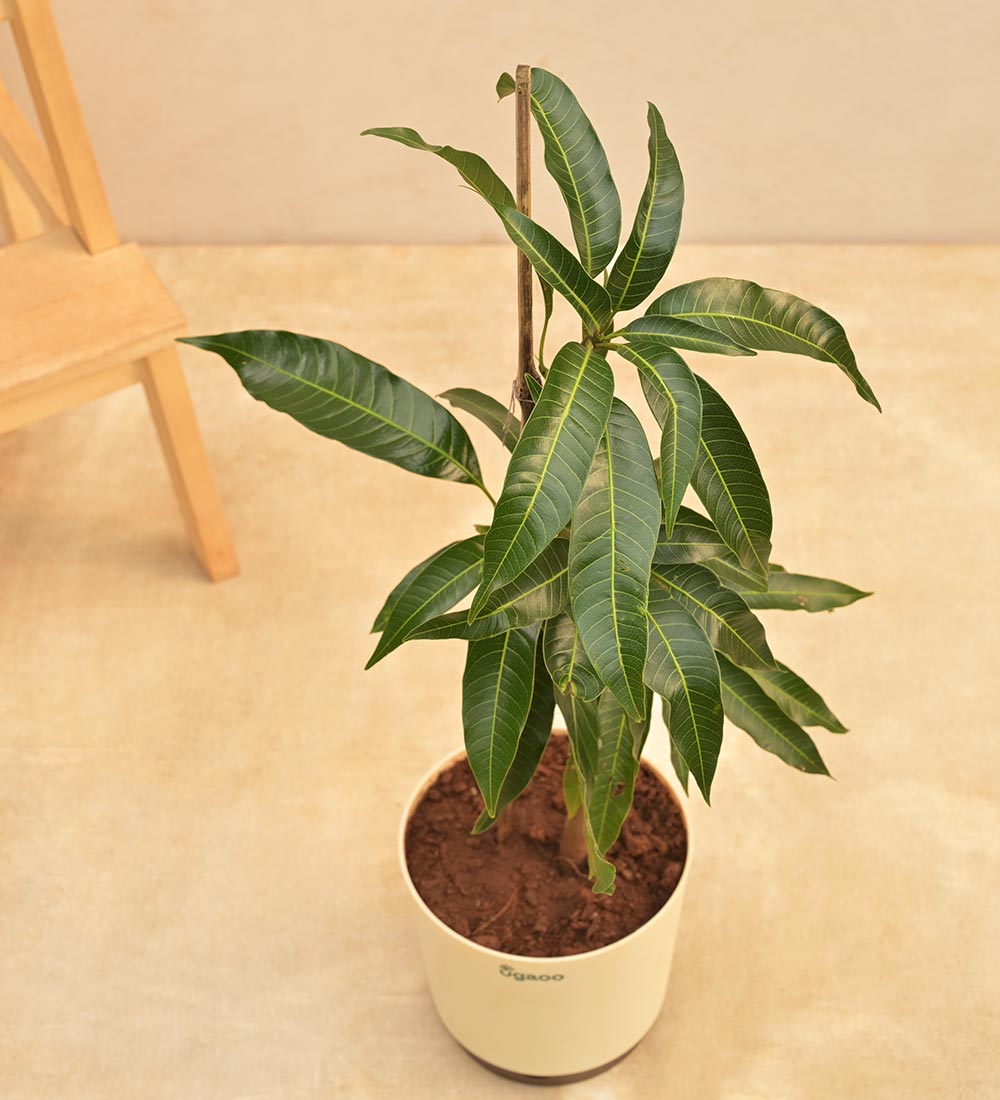 Kesar Mango Plant