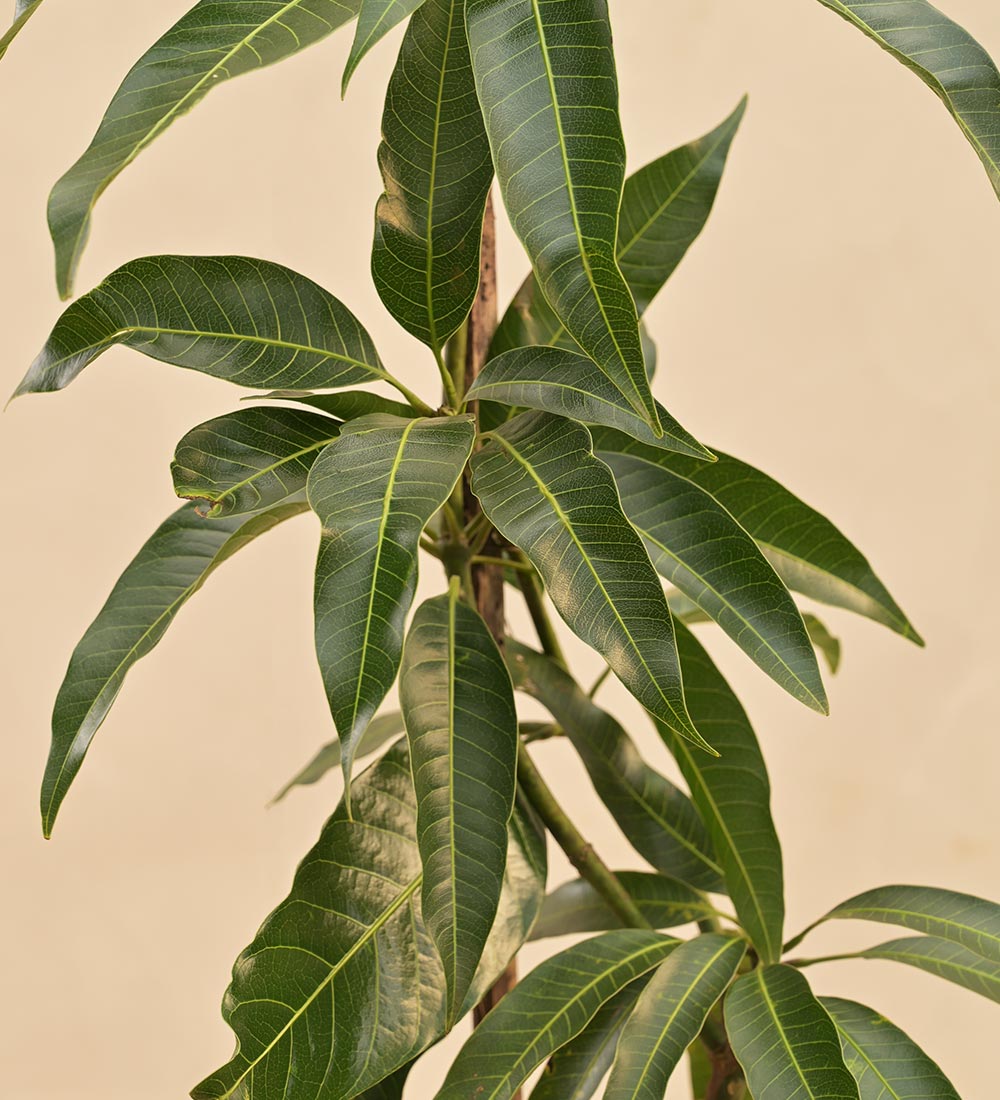mango plant images